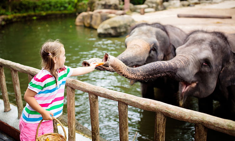A young girl feeds elephants at a zoo